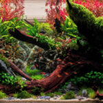Nature walk - Aqua Plants Hub
