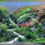 H O P E - Aqua Plants Hub
