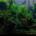 Aseupan mountain - Aqua Plants Hub