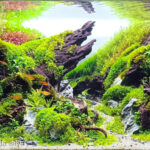 Singular - Aqua Plants Hub