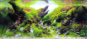 Singular - Aqua Plants Hub