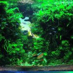 Ravine - Aqua Plants Hub