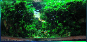 Ravine - Aqua Plants Hub