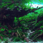 In dreams - Aqua Plants Hub