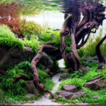 Twinkle - Aqua Plants Hub