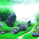 Hill of Wind - Aqua Plants Hub