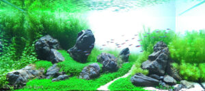 Hill of Wind - Aqua Plants Hub