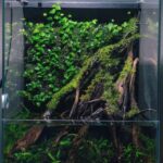In the woods - Aqua Plants Hub