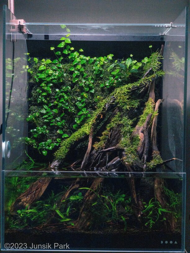 In the woods - Aqua Plants Hub