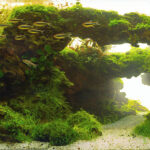 The hole - Aqua Plants Hub