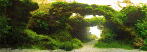 The hole - Aqua Plants Hub