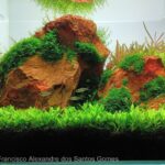 Santa Cruz - Between the great cliff - Santa Cruz – Between the great cliff - Aqua Plants Hub