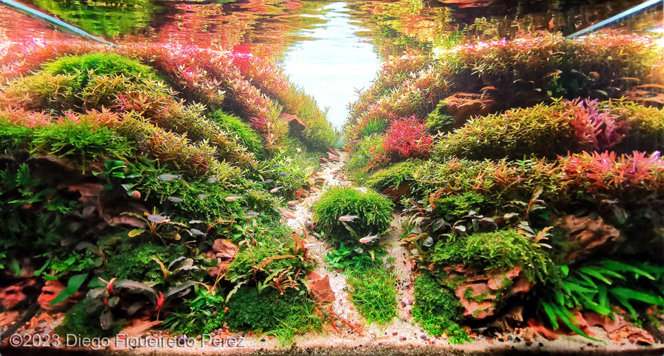 Underwater colors - Aqua Plants Hub
