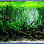 Season of Spring - Aqua Plants Hub