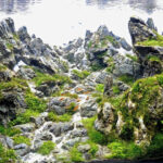 Breathtaking moments - Aqua Plants Hub