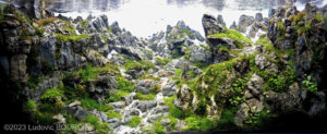 Breathtaking moments - Aqua Plants Hub