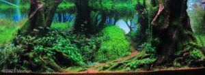 Forest - Aqua Plants Hub