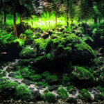 Verdant Gorge - Aqua Plants Hub