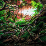 Rooted Sunrise - Aqua Plants Hub
