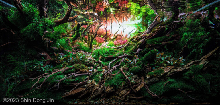 Rooted Sunrise