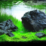 Abstract Serenity - Aqua Plants Hub