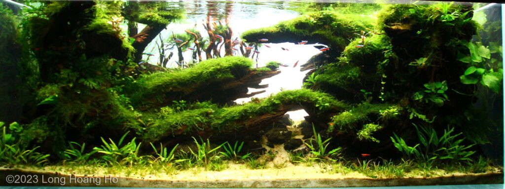 Nature's Resurrection - Nature’s Resurrection - Aqua Plants Hub