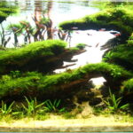 Nature's Resurrection - Nature’s Resurrection - Aqua Plants Hub