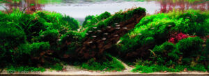 Dreamer - Aqua Plants Hub
