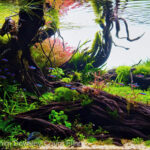 SUNSET IN THE FOREST - Aqua Plants Hub