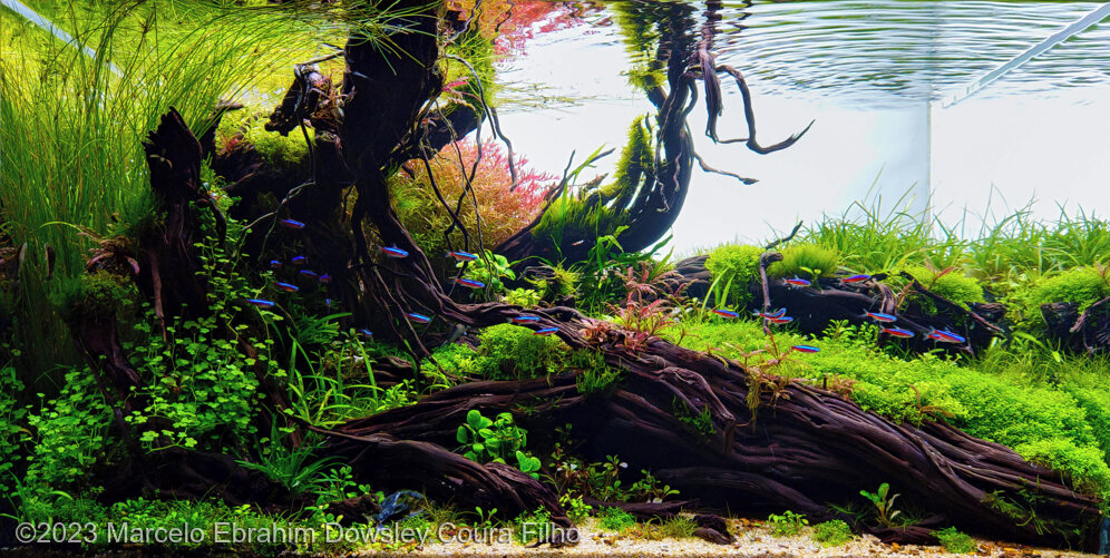 SUNSET IN THE FOREST - Aqua Plants Hub