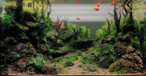 River & Sun - Aqua Plants Hub