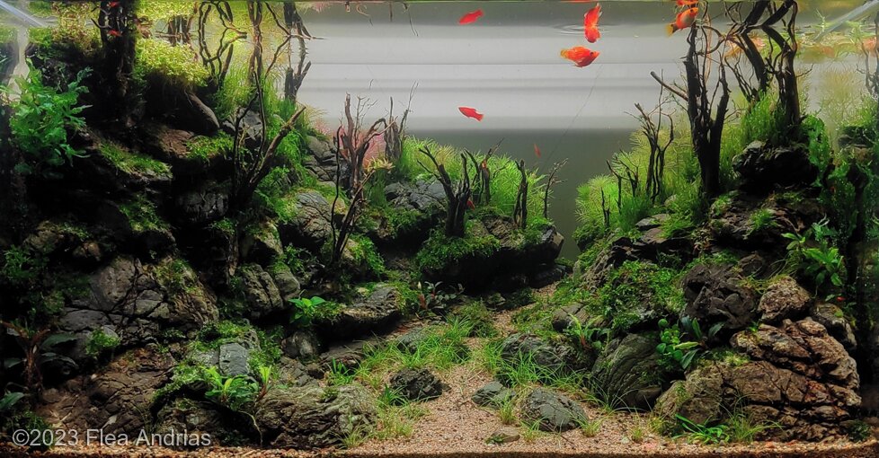River & Sun - Aqua Plants Hub