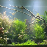 Resilient Nature - Aqua Plants Hub