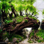 Two worlds - Aqua Plants Hub