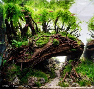 Two worlds - Aqua Plants Hub