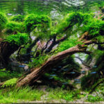 Just my imagination - Aqua Plants Hub