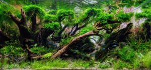 Just my imagination - Aqua Plants Hub