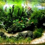 Thé maze - Aqua Plants Hub