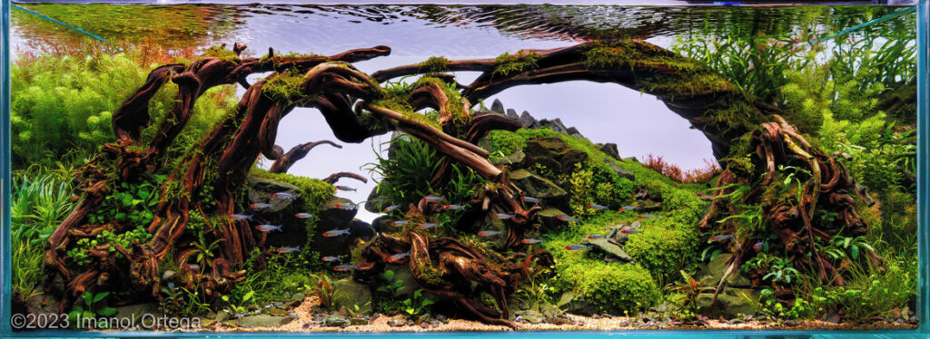 Arkuak - Aqua Plants Hub