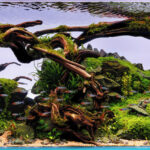 Arkuak - Aqua Plants Hub