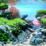 The promontory - Aqua Plants Hub