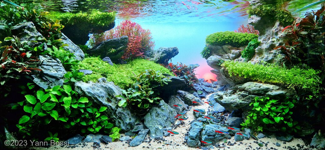 The promontory - Aqua Plants Hub