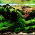 broke bone - Aqua Plants Hub