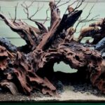 Forest of Dreams - Aqua Plants Hub