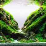 Mountain heart - Aqua Plants Hub