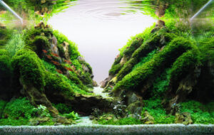 Mountain heart - Aqua Plants Hub