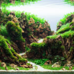 Crevice - Aqua Plants Hub