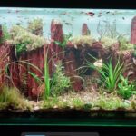 Sun Rise in Vermillion Valley - Aqua Plants Hub