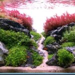 Valley of the Rocks - Aqua Plants Hub