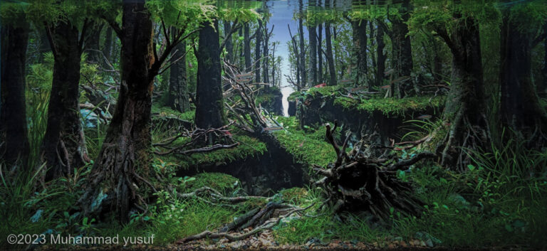 into the deep forest
